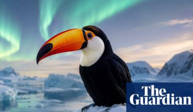 Al-altered images on birdwatching forums putting research at risk | AI (artificial intelligence)