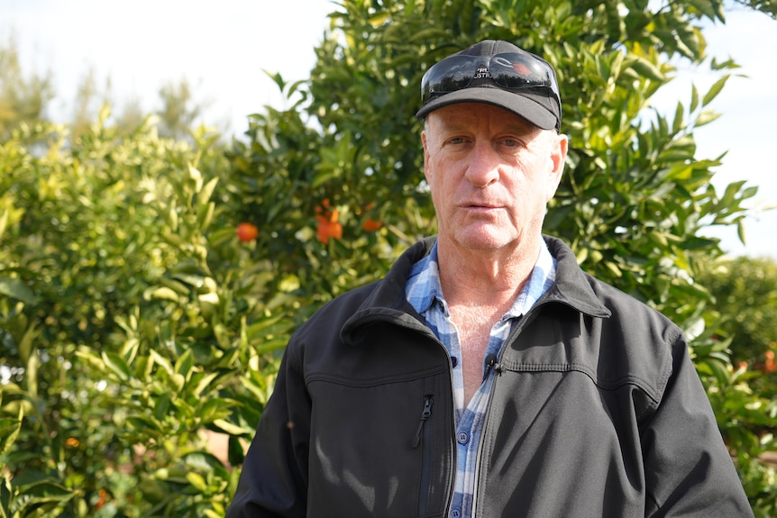 A fair-skinned man with baseball hat and sunglasses in front of an orange tree.