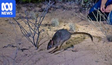 'Rat kangaroos' reintroduced to Dirk Hartog Island as researchers get hands dirty