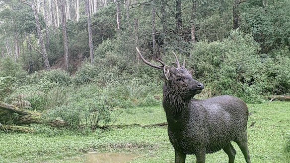 A deer captured on the camera trap.