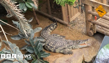 Boy, 3, had five surgeries after crocodile attack - BBC