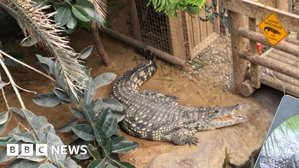 Boy, 3, had five surgeries after crocodile attack - BBC