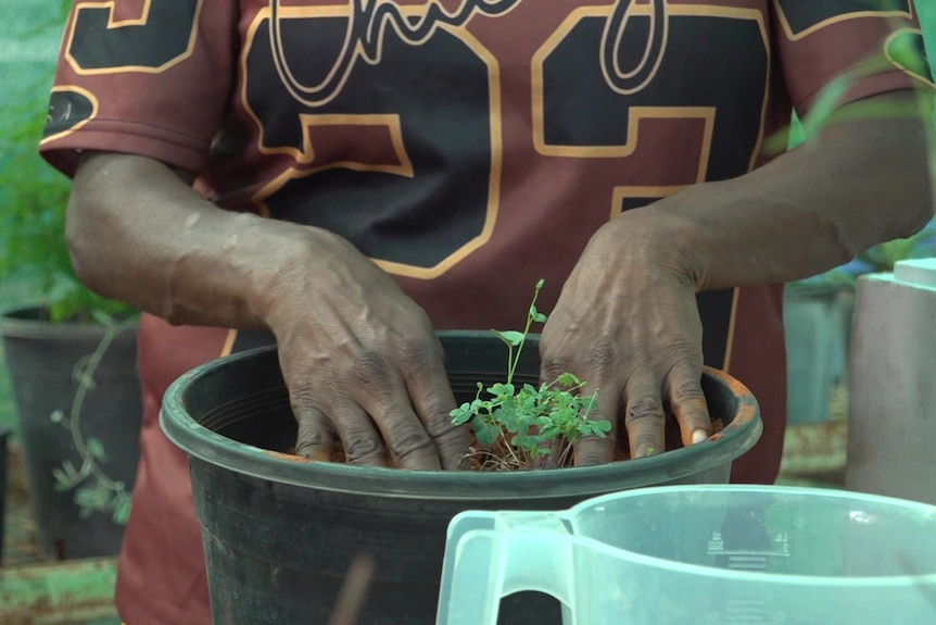 A pair of hands push down soil around a little green plant inside a deep black pot.