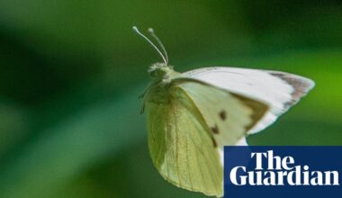 Country diary: Butterflies at the tennis? Now that’s what I call a winner | Butterflies