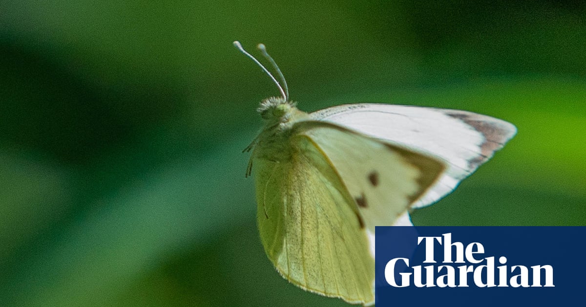 Country diary: Butterflies at the tennis? Now that’s what I call a winner | Butterflies