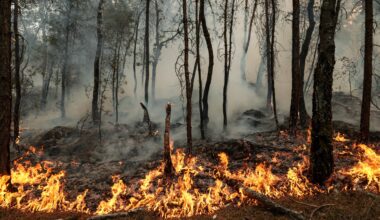 Photos: Wildfires ravage historic forest near Paris | In Pictures News