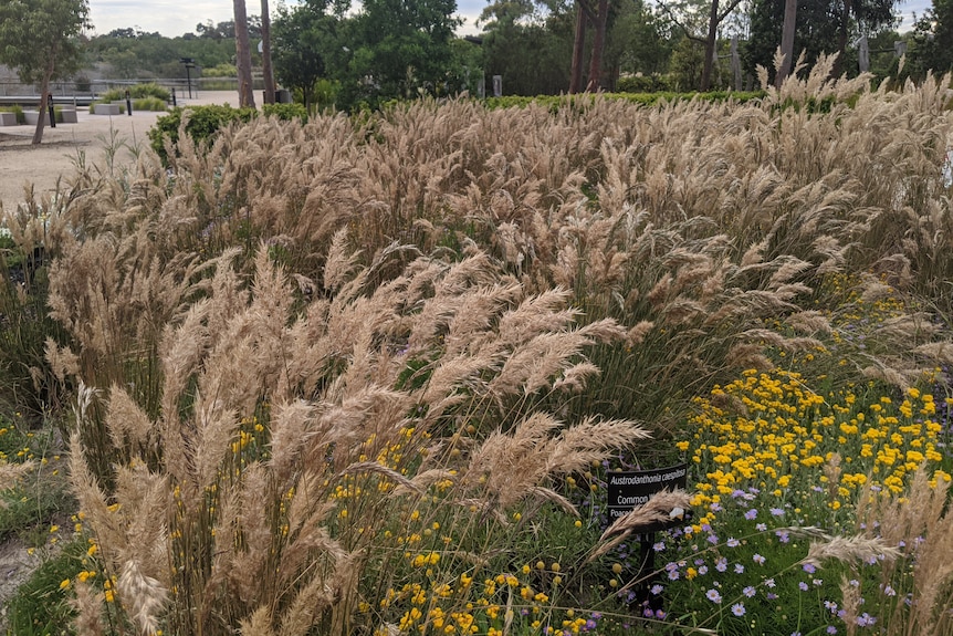 A mass planting of tall native grass with fluffy looking brown seed heads.