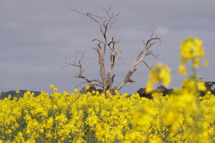 A canola field with a dead tree in the background