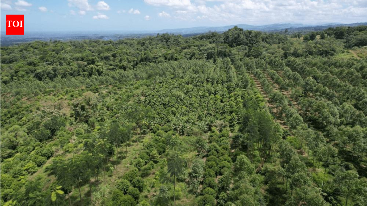 Costa Rica lost nearly half its forests in just a few decades, then planted millions of trees and became one of the world's greatest reforestation success stories |