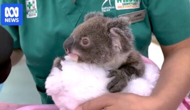 Queensland's first koala egg and sperm bank created to preserve genetic diversity