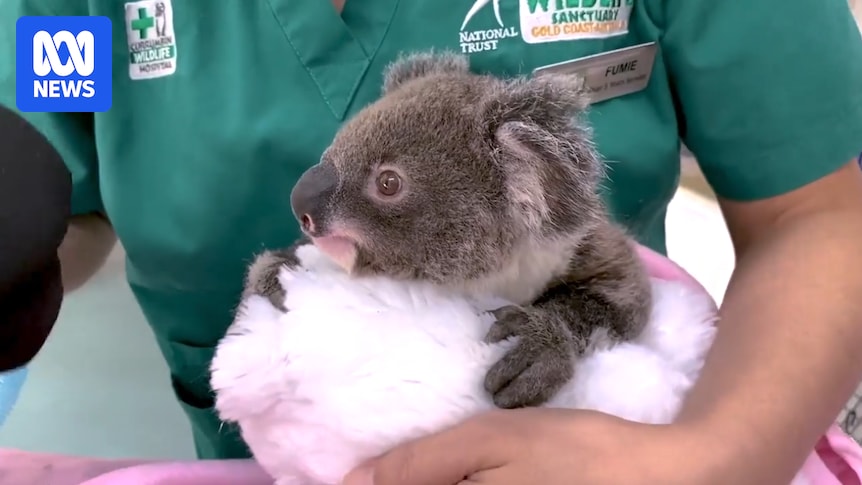 Queensland's first koala egg and sperm bank created to preserve genetic diversity