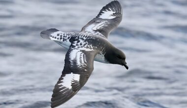 A ‘once-in-a-lifetime’ seabirding mystery is unfolding over Australia’s east coast