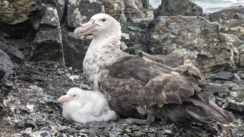 H5N1 bird flu in Australia and the race to save Gould’s petrel and other native species