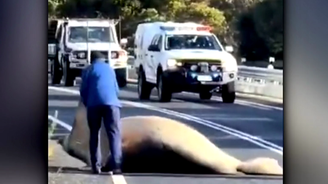 Neil the seal causes traffic chaos in Tasmania.