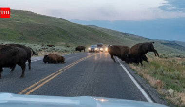 Watch: Two massive 2,000-pound bison clashed on a Yellowstone road in dramatic battle for dominance as tourists watch from cars