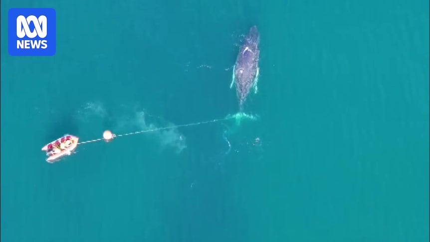 Humpback whale freed from fishing gear on NSW Central Coast