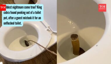 Wildest nightmare come true? King cobra found peeking out of a toilet pot, after a guest mistook it for an unflushed toilet |