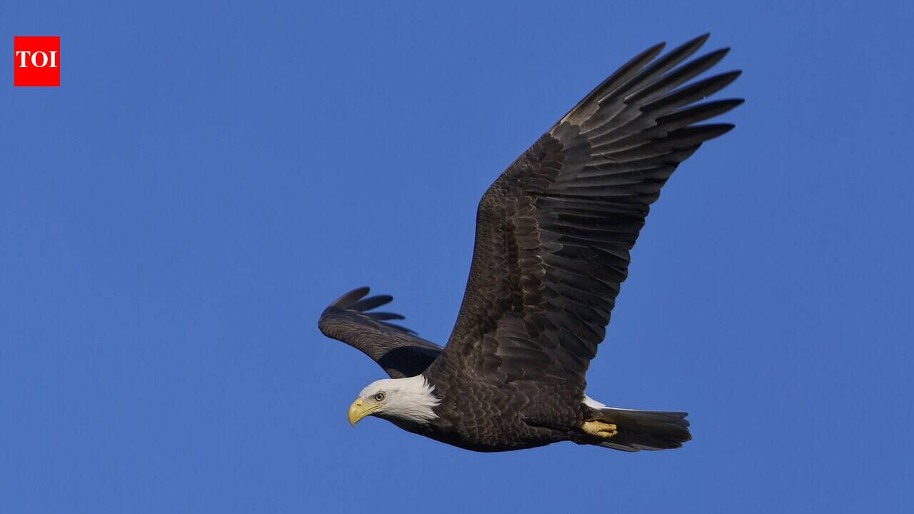 The United States in 1972 banned DDT after the pesticide thinned bald eagle eggshells and pushed the national bird toward extinction; decades later, eagle populations recovered enough to be removed from the endangered species list in 2007 | World News