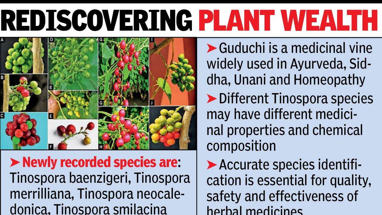Bhandara surveys unearth 4 new medicinal herb species | Nagpur News