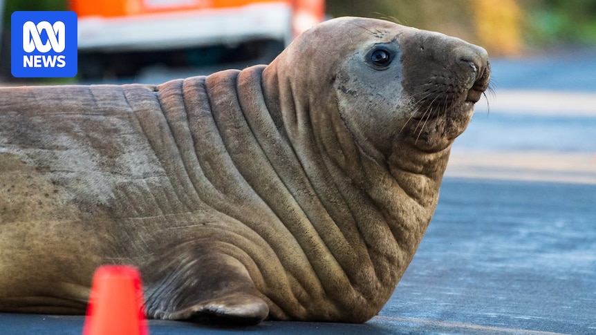 Neil the seal 'may have moved on', Tasmanian wildlife experts say