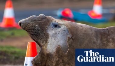 Neil the one-tonne elephant seal causing traffic jams in rural Tasmania has returned to sea – for now | Tasmania