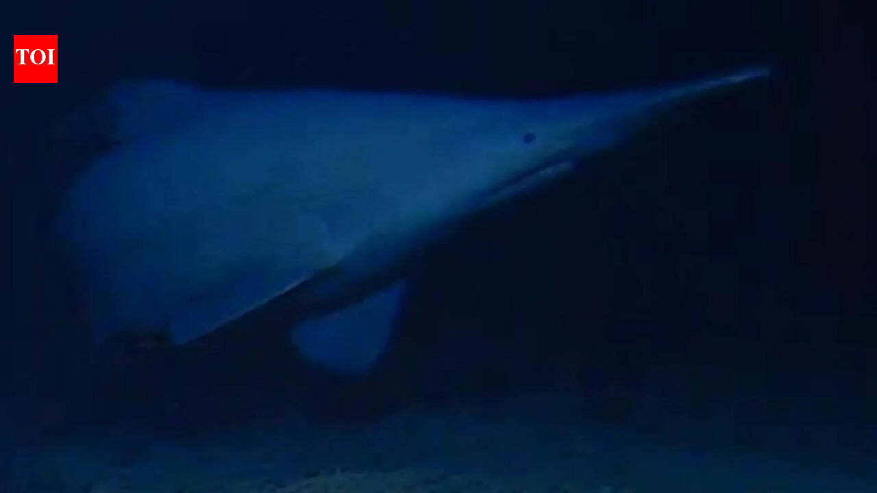 Scientists have filmed a rare 125-million-year-old goblin shark alive in its natural deep-sea habitat for the first time, revealing a new depth record and a wider Pacific range