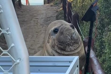 A young elephant seal behind a ute tray.
