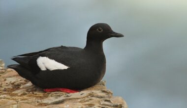 Alaska’s seabirds lost 95% of their breeding population, but after mink were removed from the Naked Islands, guillemots rebounded 3.3 times, and nests surged