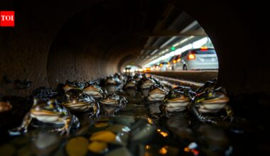 France built special underground tunnels beneath its roads to help thousands of migrating frogs and salamanders survive every year | World News