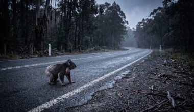 Petition puts koala death trap in front of transport department