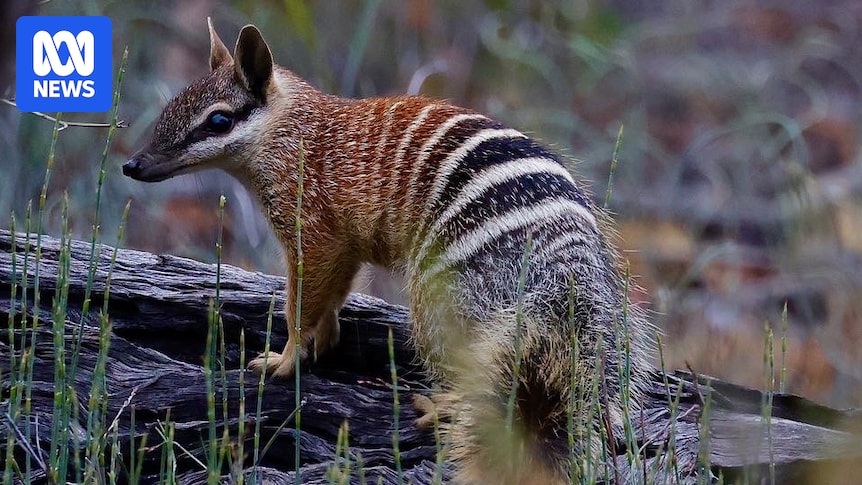Numbat conservation efforts pull native species from brink of extinction