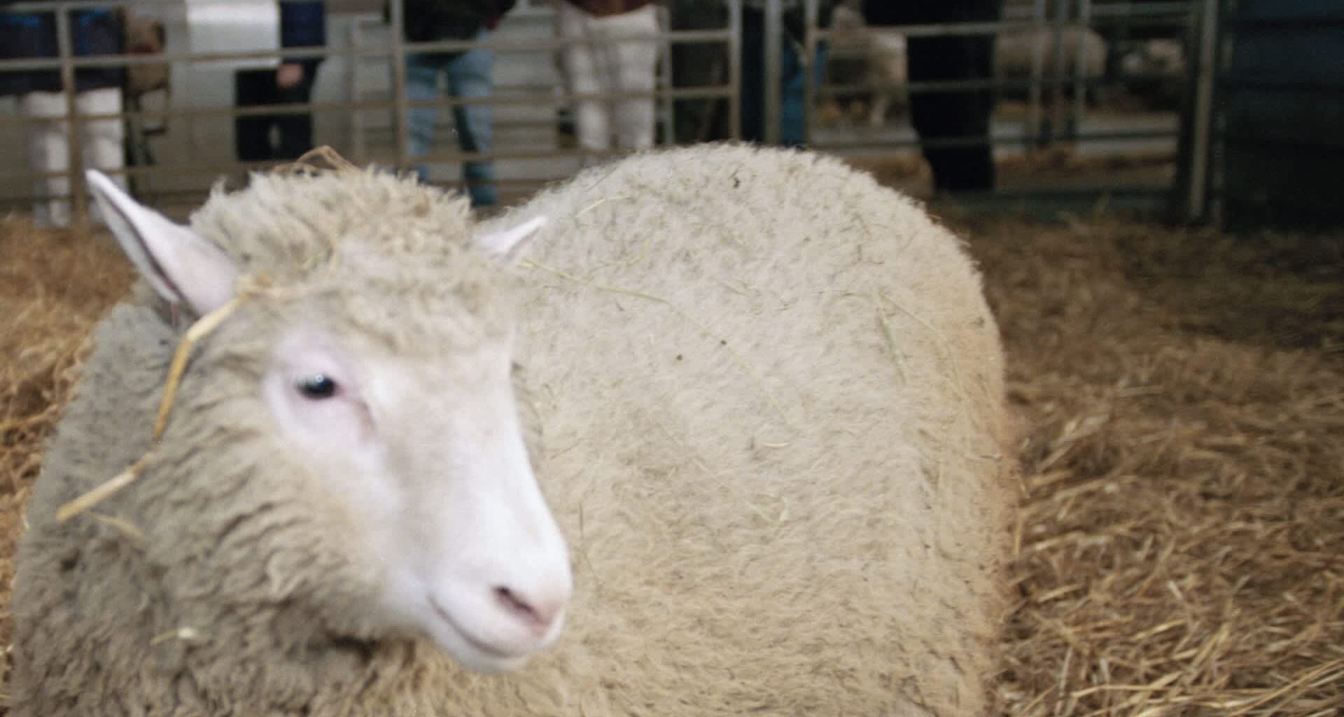 A close-up of Dolly the sheep, the first to be cloned, with people in the background.
