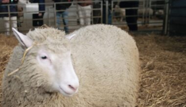 A close-up of Dolly the sheep, the first to be cloned, with people in the background.