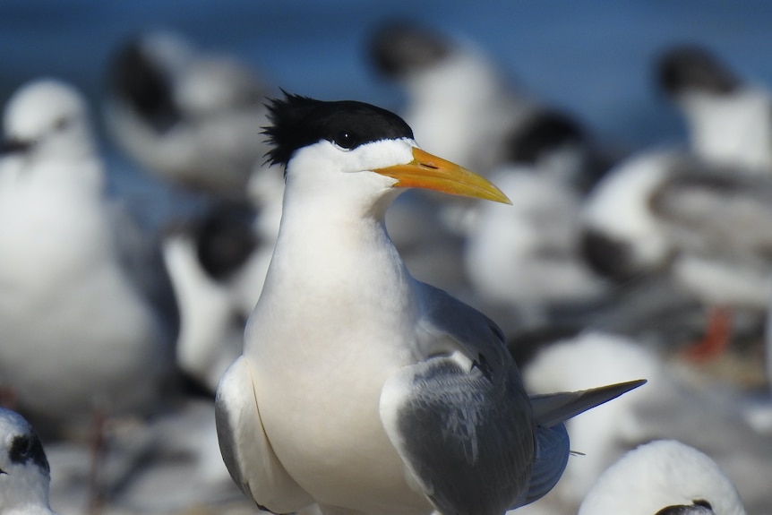 A greater crested tern on South Africa's western cape.