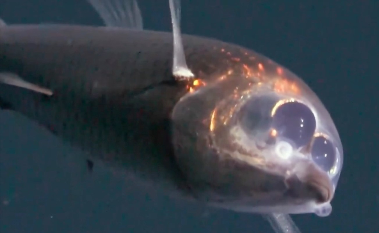 A barreleye fish with a translucent head.