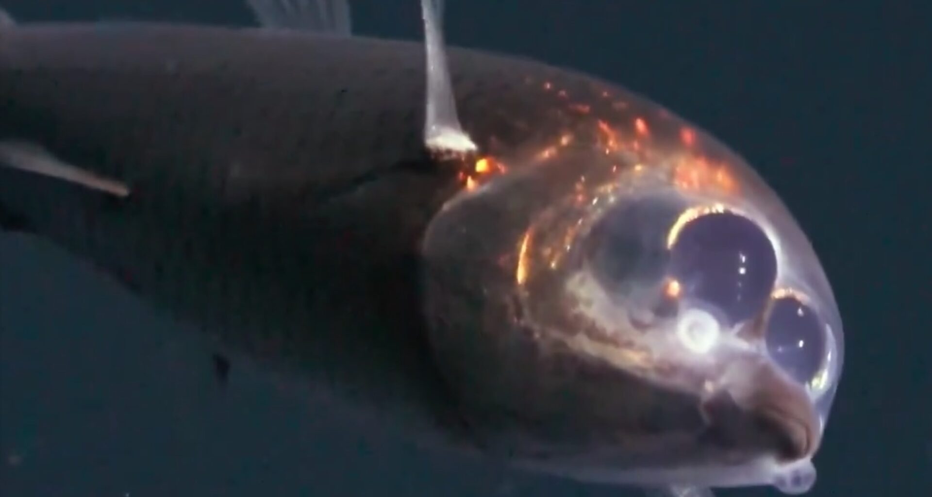 A barreleye fish with a translucent head.