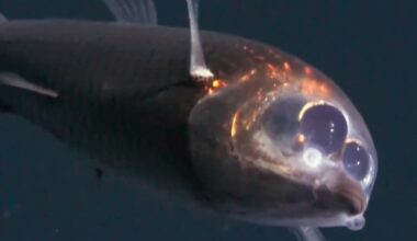 A barreleye fish with a translucent head.