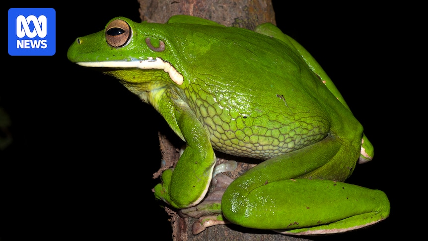 Townsville gardener witnesses 'garbage guts' tree frog preying on sunbird