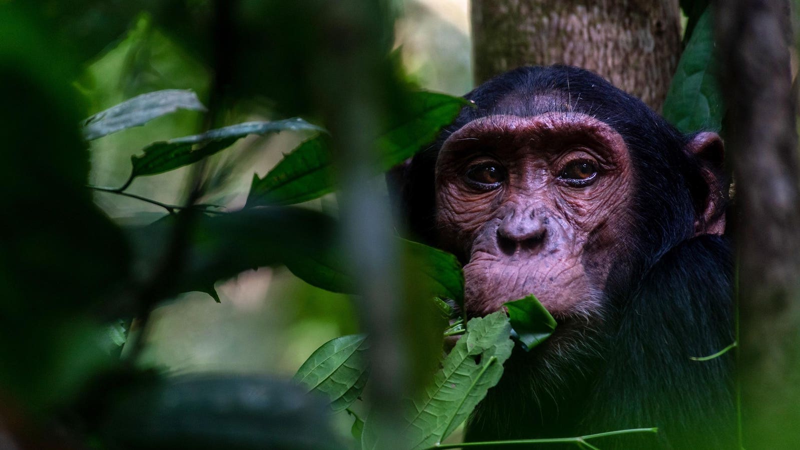 Uganda’s Great Chimpanzee Forests.