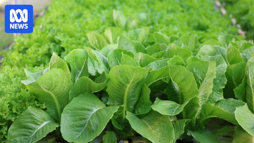 CDC races to track source of Cyclospora outbreak as cases spike in US