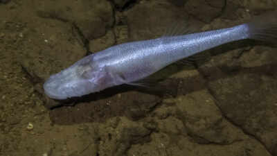 A scientist slipped into a pool beneath a US military base and found a fish later named 'demon cavefish' after the Demogorgon from Stranger Things