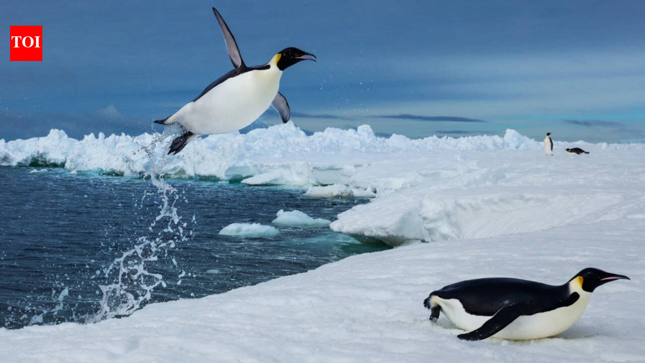 Scientists tracked more than 6,000 penguin dives beneath Antarctic sea ice and found that prey may become harder to reach, even when it has not disappeared