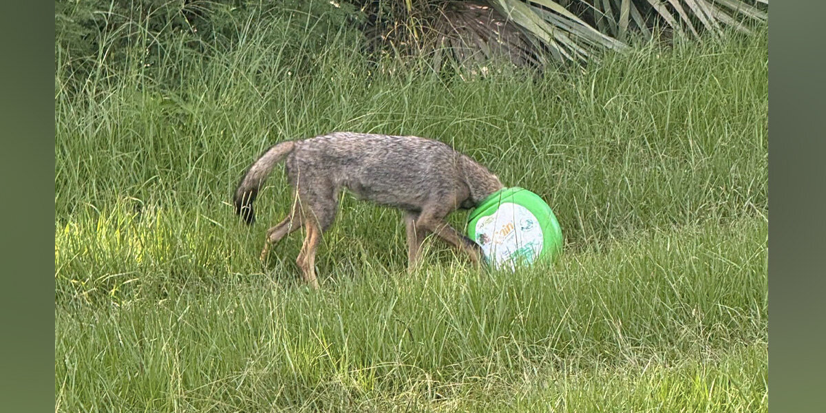 Rescuers Race To Save A Young Coyote With Something Green Stuck On Her Head
