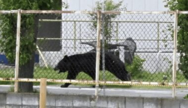 Bear invades elderly couple's home, empties fridge in Northern Japan