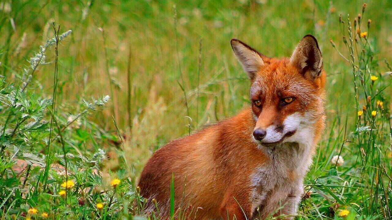 Brought to Australia for sport hunting in the 1800s, foxes devastated native wildlife, so in 1996 the country scaled up poison baiting, and the woylie and numbat began bouncing back | World News
