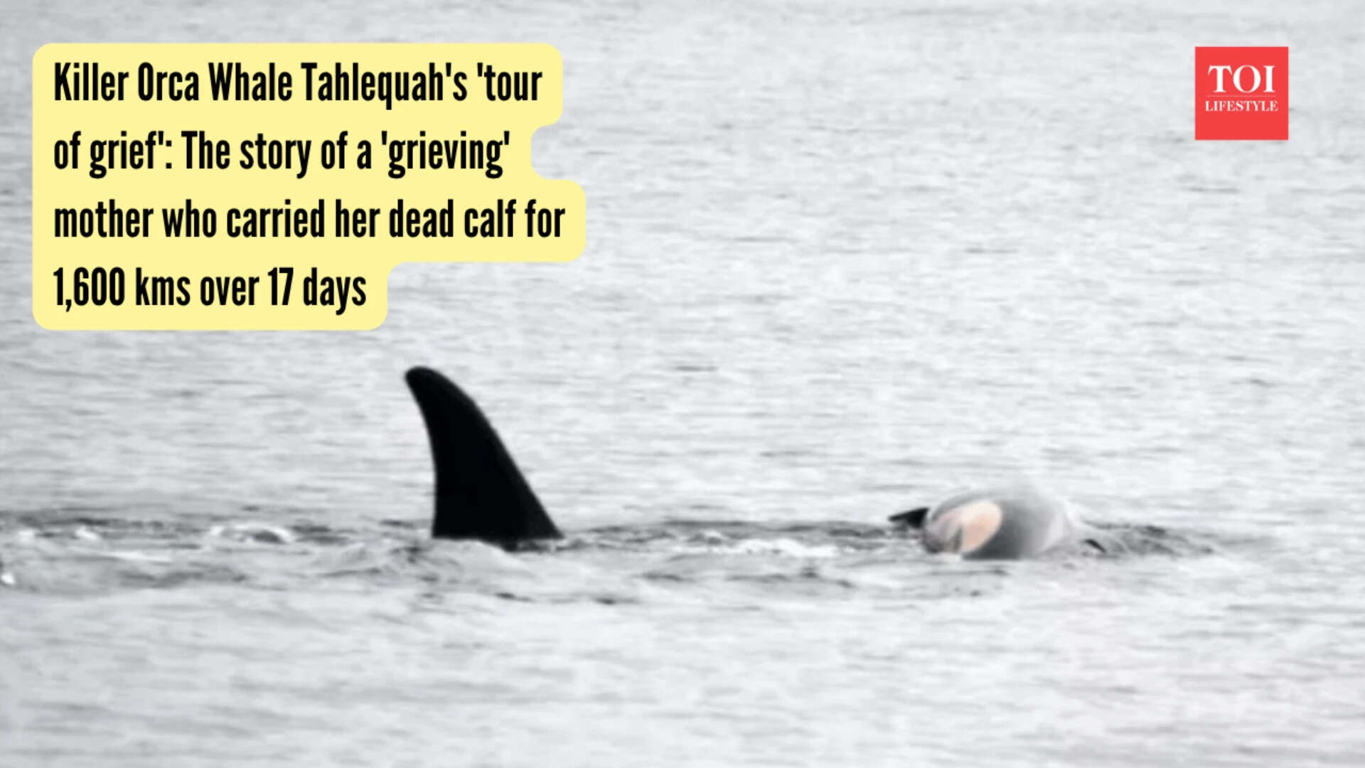 Photo: NOAA Fisheries West Coast Killer Orca Whale Tahlequah's 'tour of grief' The story of a 'grieving' mother who carried her dead calf for 1,600 kms over 17 days