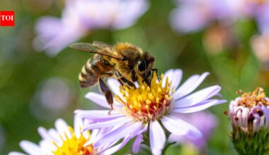 After two years of banning bee-harming pesticides, France allows their return, facing backlash from environmentalists | World News