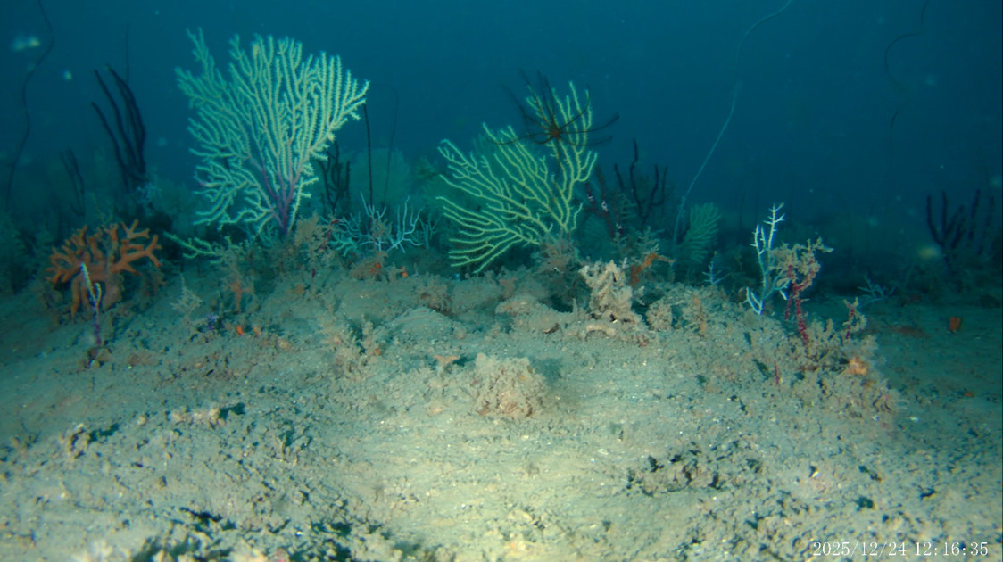 Underwater drones discover coral reefs off Benin, long presumed dead, teeming with life