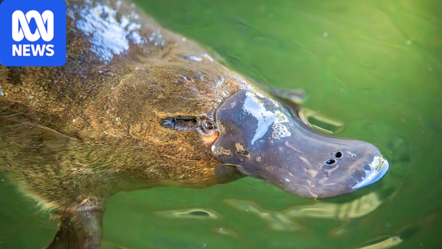 Probe launched into claims platypus burrow destroyed by Tasmanian council flood prevention works