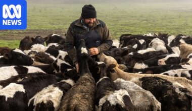 Dairy farmers dipping into beef market as interest grows from fast food sector